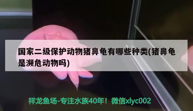 國家二級保護動物豬鼻龜有哪些種類(豬鼻龜是瀕危動物嗎) 豬鼻龜百科