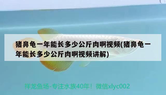 豬鼻龜一年能長多少公斤肉啊視頻(豬鼻龜一年能長多少公斤肉啊視頻講解)