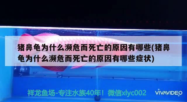 豬鼻龜為什么瀕危而死亡的原因有哪些(豬鼻龜為什么瀕危而死亡的原因有哪些癥狀) 豬鼻龜