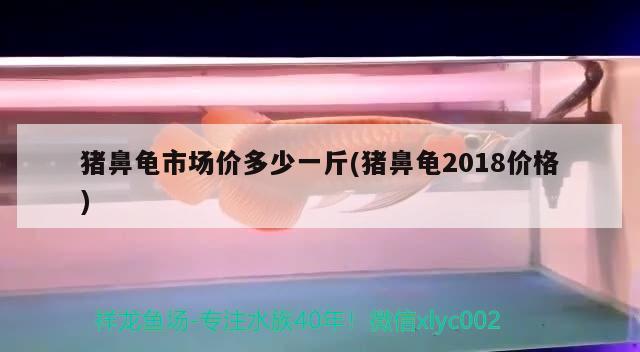 豬鼻龜市場價多少一斤(豬鼻龜2018價格) 豬鼻龜百科