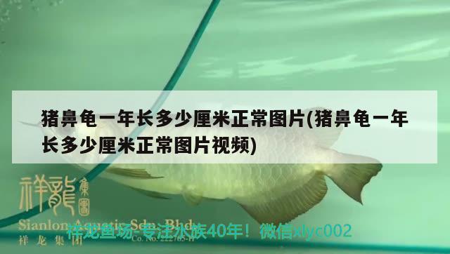 豬鼻龜一年長多少厘米正常圖片(豬鼻龜一年長多少厘米正常圖片視頻)