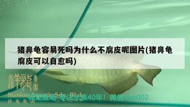 豬鼻龜容易死嗎為什么不腐皮呢圖片(豬鼻龜腐皮可以自愈嗎) 豬鼻龜