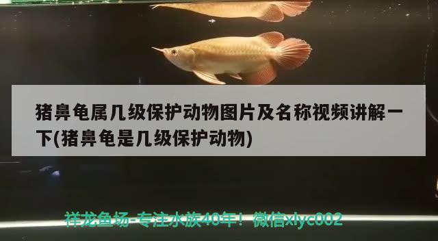 豬鼻龜屬幾級保護動物圖片及名稱視頻講解一下(豬鼻龜是幾級保護動物)