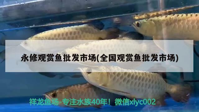 永修觀賞魚批發(fā)市場(chǎng)(全國(guó)觀賞魚批發(fā)市場(chǎng)) 觀賞魚批發(fā)