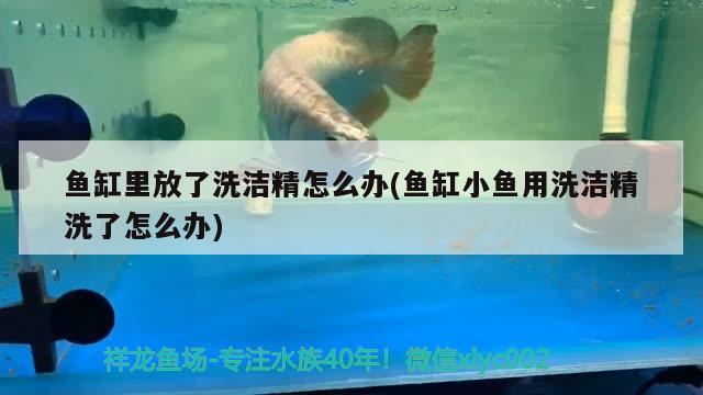 魚缸里放了洗潔精怎么辦(魚缸小魚用洗潔精洗了怎么辦) 祥龍魚場(chǎng)品牌產(chǎn)品