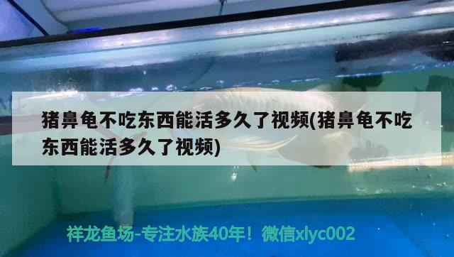 豬鼻龜不吃東西能活多久了視頻(豬鼻龜不吃東西能活多久了視頻)