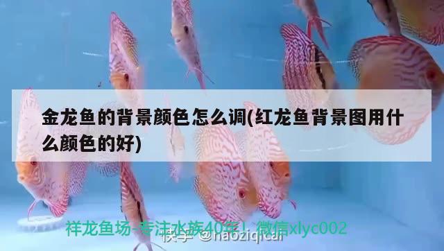 金龍魚的背景顏色怎么調(diào)(紅龍魚背景圖用什么顏色的好) 養(yǎng)魚知識