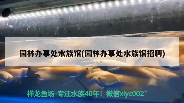 園林辦事處水族館(園林辦事處水族館招聘) 過背金龍魚