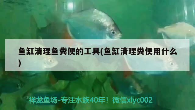 魚缸清理魚糞便的工具(魚缸清理糞便用什么) 黃金斑馬魚