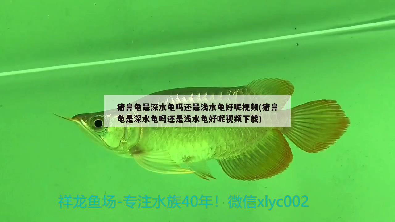 豬鼻龜是深水龜嗎還是淺水龜好呢視頻(豬鼻龜是深水龜嗎還是淺水龜好呢視頻下載)