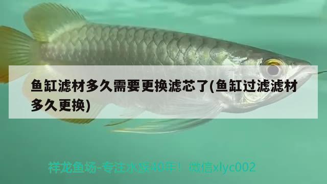 魚缸濾材多久需要更換濾芯了(魚缸過濾濾材多久更換) 戰(zhàn)車紅龍魚