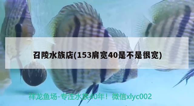 召陵水族店(153肩寬40是不是很寬) 馬拉莫寶石魚苗