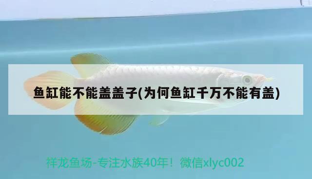 魚缸能不能蓋蓋子(為何魚缸千萬不能有蓋)