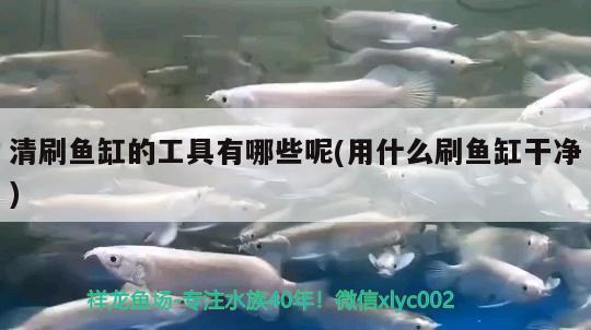 清刷魚缸的工具有哪些呢(用什么刷魚缸干凈) 藍(lán)底過背金龍魚