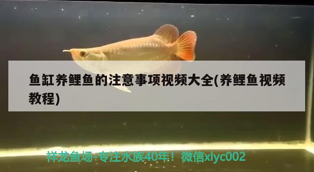 魚缸養(yǎng)鯉魚的注意事項(xiàng)視頻大全(養(yǎng)鯉魚視頻教程)