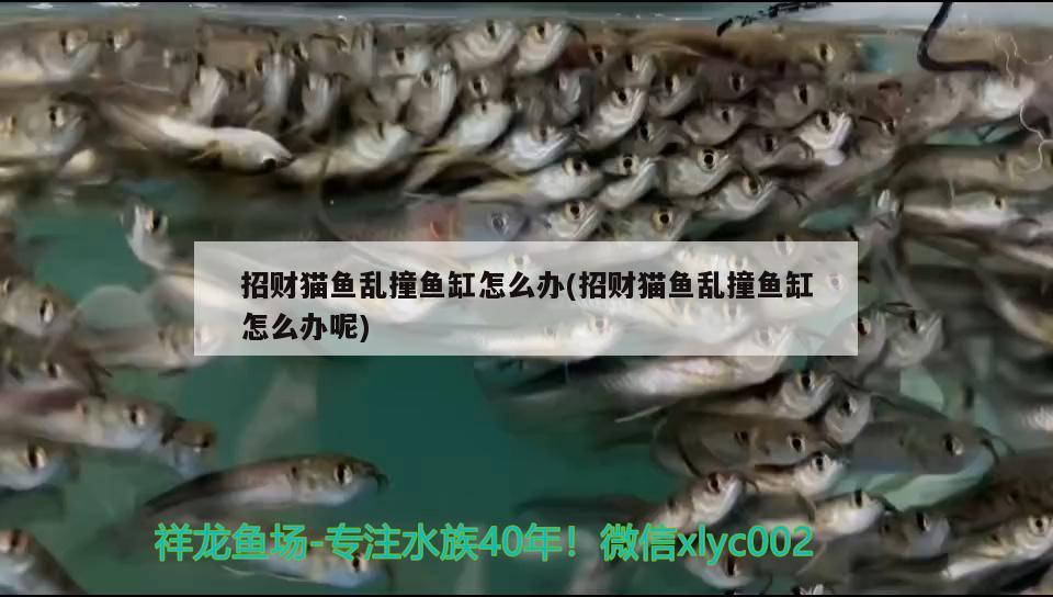 招財(cái)貓魚(yú)亂撞魚(yú)缸怎么辦(招財(cái)貓魚(yú)亂撞魚(yú)缸怎么辦呢) 白子紅龍魚(yú)