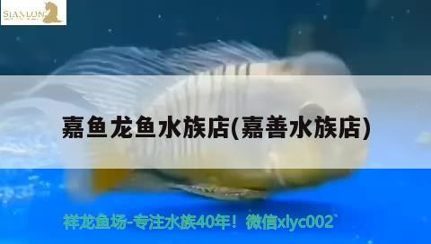 嘉魚龍魚水族店(嘉善水族店) 福滿鉆魚