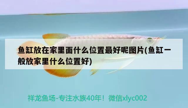 魚缸放在家里面什么位置最好呢圖片(魚缸一般放家里什么位置好) 非洲金鼓魚