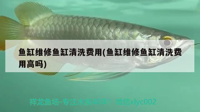 魚缸維修魚缸清洗費(fèi)用(魚缸維修魚缸清洗費(fèi)用高嗎)