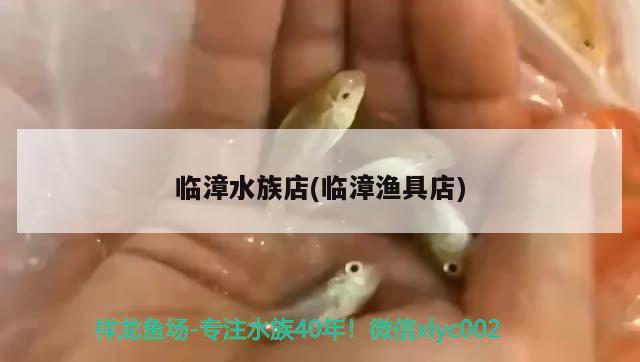 臨漳水族店(臨漳漁具店) 大嘴鯨魚