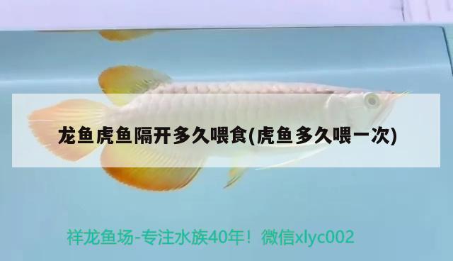 龍魚虎魚隔開多久喂食(虎魚多久喂一次)