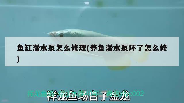 魚缸潛水泵怎么修理(養(yǎng)魚潛水泵壞了怎么修)