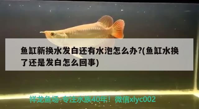 魚缸新?lián)Q水發(fā)白還有水泡怎么辦?(魚缸水換了還是發(fā)白怎么回事) 綠皮皇冠豹魚