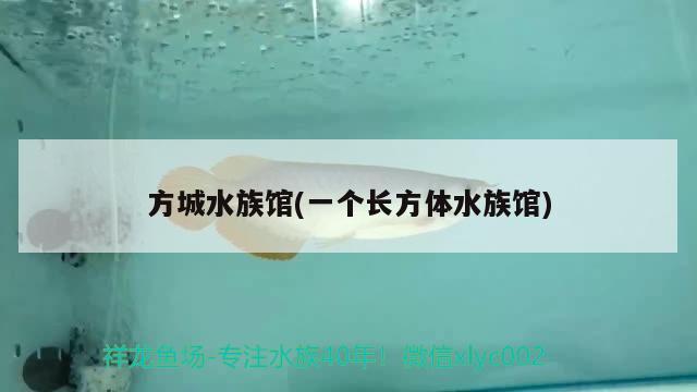 方城水族館(一個(gè)長(zhǎng)方體水族館) 杰西卡恐龍魚(yú)