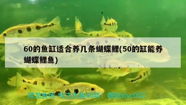 60的魚(yú)缸適合養(yǎng)幾條蝴蝶鯉(50的缸能養(yǎng)蝴蝶鯉魚(yú)) 蝴蝶鯉