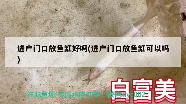 進戶門口放魚缸好嗎(進戶門口放魚缸可以嗎) 黃金眼鏡蛇雷龍魚 第2張