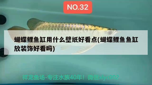 蝴蝶鯉魚缸用什么壁紙好看點(diǎn)(蝴蝶鯉魚魚缸放裝飾好看嗎)