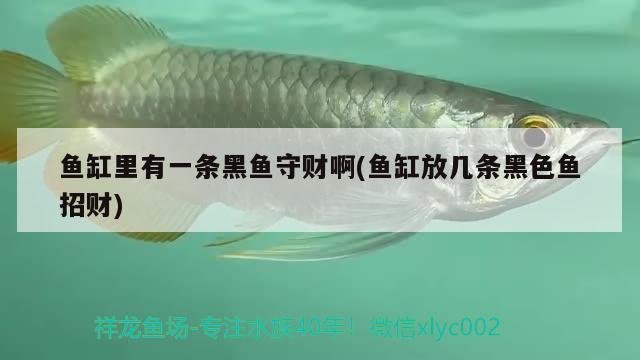 魚缸里有一條黑魚守財(cái)啊(魚缸放幾條黑色魚招財(cái)) 龍魚百科