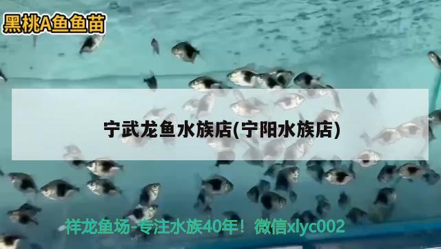 寧武龍魚(yú)水族店(寧陽(yáng)水族店)