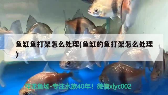 魚缸魚打架怎么處理(魚缸的魚打架怎么處理) 純血皇冠黑白魟魚 第2張