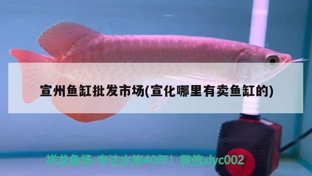 宣州魚缸批發(fā)市場(宣化哪里有賣魚缸的) 其他益生菌