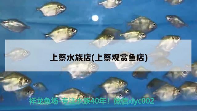 上蔡水族店(上蔡觀賞魚店) 細(xì)線銀板魚苗