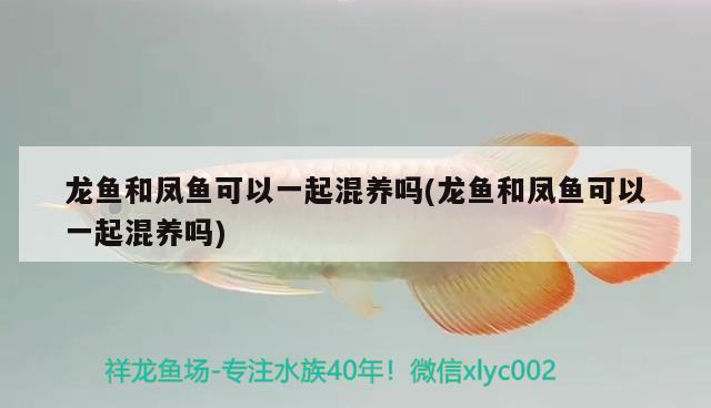 龍魚和鳳魚可以一起混養(yǎng)嗎(龍魚和鳳魚可以一起混養(yǎng)嗎)