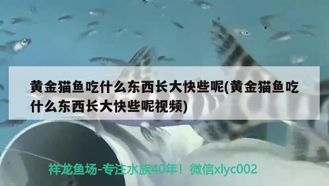 黃金貓魚吃什么東西長大快些呢(黃金貓魚吃什么東西長大快些呢視頻) 黃金貓魚百科