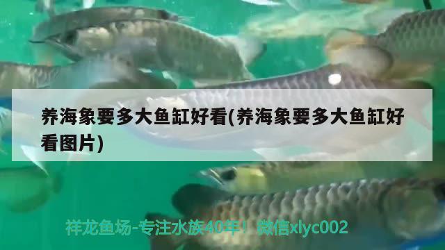 養(yǎng)海象要多大魚缸好看(養(yǎng)海象要多大魚缸好看圖片) 元寶鳳凰魚