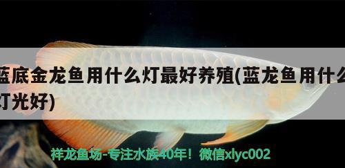 藍(lán)底金龍魚用什么燈最好養(yǎng)殖(藍(lán)龍魚用什么燈光好)