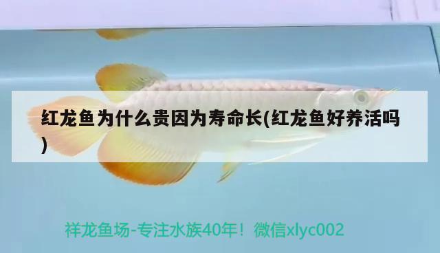 紅龍魚為什么貴因?yàn)閴勖L(zhǎng)(紅龍魚好養(yǎng)活嗎)