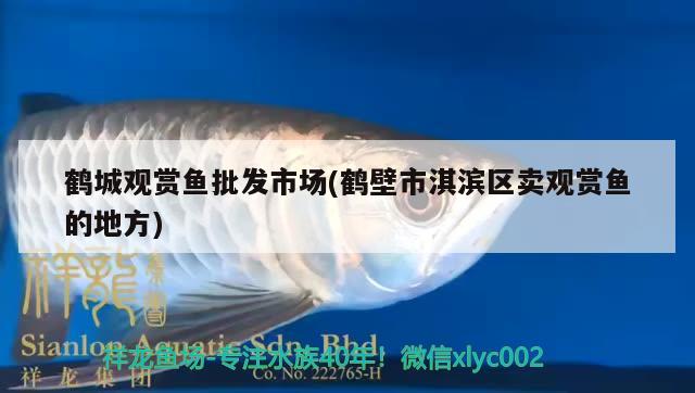 鶴城觀賞魚批發(fā)市場(chǎng)(鶴壁市淇濱區(qū)賣觀賞魚的地方) 觀賞魚批發(fā)