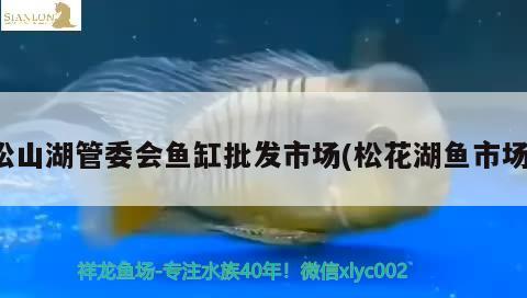 松山湖管委會(huì)魚缸批發(fā)市場(松花湖魚市場) 刀魚魚