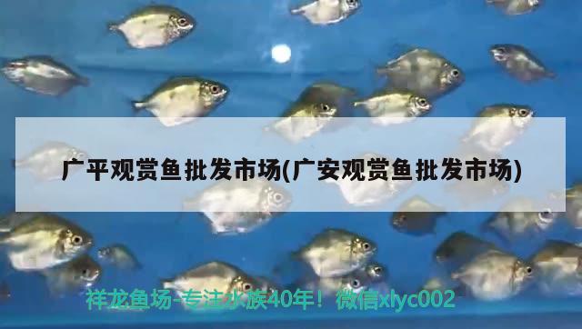 廣平觀賞魚(yú)批發(fā)市場(chǎng)(廣安觀賞魚(yú)批發(fā)市場(chǎng)) 觀賞魚(yú)批發(fā)