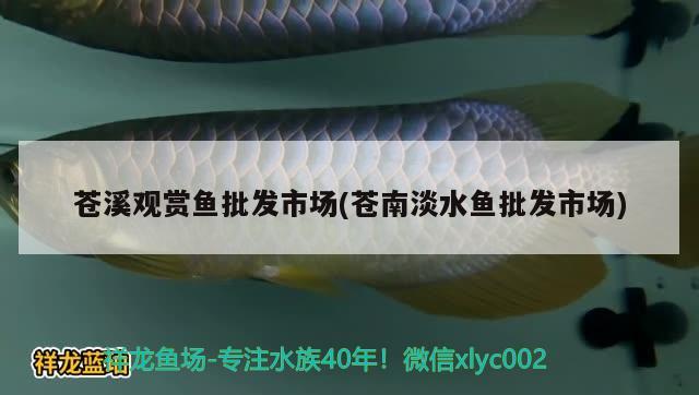 蒼溪觀賞魚批發(fā)市場(蒼南淡水魚批發(fā)市場) 觀賞魚批發(fā)