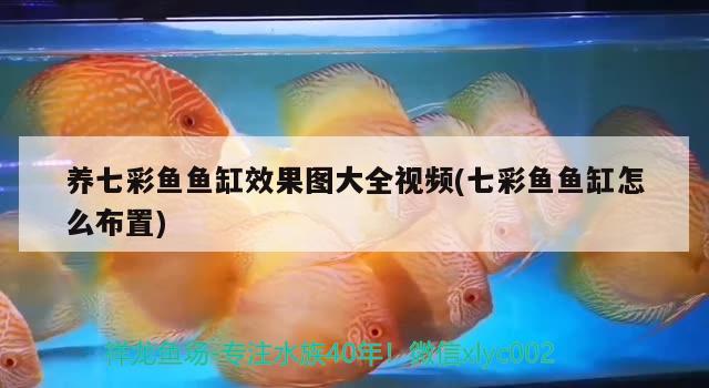 養(yǎng)七彩魚魚缸效果圖大全視頻(七彩魚魚缸怎么布置) 綠皮皇冠豹魚