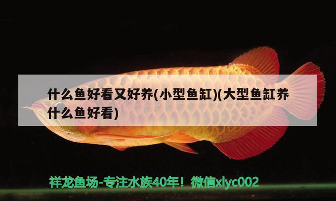 什么魚好看又好養(yǎng)(小型魚缸)(大型魚缸養(yǎng)什么魚好看)