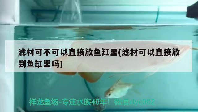 濾材可不可以直接放魚缸里(濾材可以直接放到魚缸里嗎) 白子紅龍魚