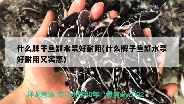 什么牌子魚缸水泵好耐用(什么牌子魚缸水泵好耐用又實惠)