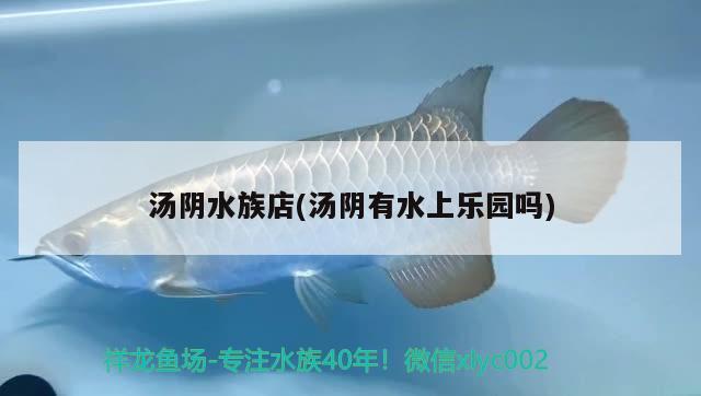 湯陰水族店(湯陰有水上樂(lè)園嗎) 祥龍龍魚魚糧